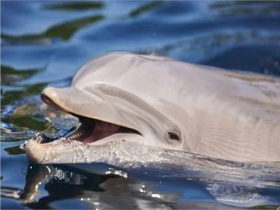 اسكتلندي يعثر على عظام دلفين عمرها 8 آلاف عام في حديقته
