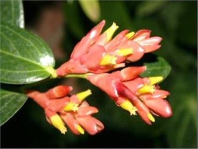 فوائد مذهلة لمستخلص نبات «مالوتوس فوريتيانوس» في علاج السمنة