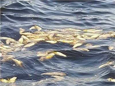 مفاجآة في نفوق كميات كبيرة من الأسماك على شواطئ الإسكندرية