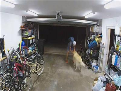 اللص والكلاب.. «حرامي أمريكي» ينهي سرقته ويلهو مع كلب الضحية
