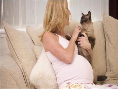 في يومهم العالمي.. كيف تسبب القطط الإجهاض للحامل؟