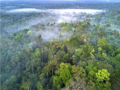 دول أمريكا الجنوبية تتفق على إنشاء تحالف لمكافحة إزالة غابات الأمازون
