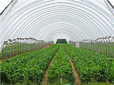 أستاذ اقتصاد زراعي:«الصوب الزراعية» تقاوم التغيرات المناخية