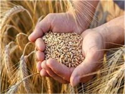 أستاذ اقتصاد زراعي يكشف زيادة المخزون الاستراتيجي للقمح| فيديو