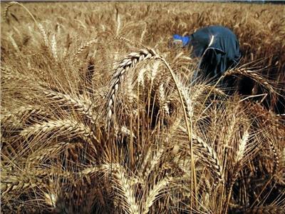 خاص| «التموين» تنفي إعادة تصدير القمح المستورد لدول الجوار