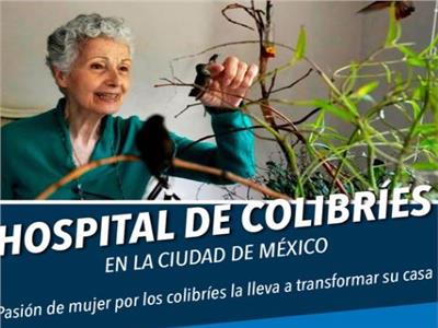 منذ 11 عام.. امرأة مكسيكية تحول شقتها إلى مستشفى للطائر الطنان| فيديو