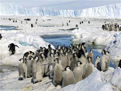 فراخ طيور البطريق الإمبراطور طليعة ضحايا ذوبان الجليد في القطب الجنوبي