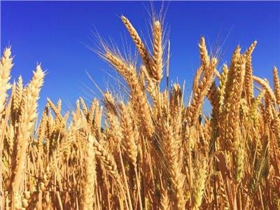 خبير: تطبيق دورة القمح مهم لمنظومة الزراعة التعاقدية