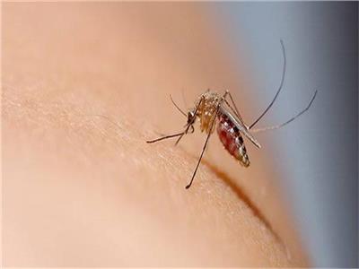 «الناظر» يكشف مخاطر الحنة والوشم.. وطرق علاج لدغات الحشرات   