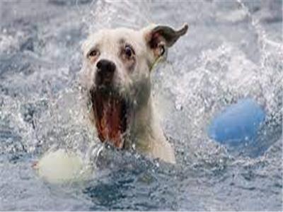  وفاة امرأتين حاولتا إنقاذ كلب من الغرق