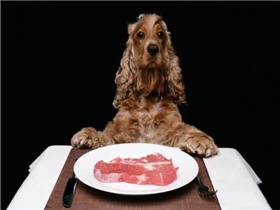 طبيب بيطري يوضح أخطر الأطعمة على الكلاب في فصل الصيف 