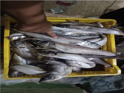 ضبط أسماك غير صالحة للاستهلاك الآدمي بحملات في الإسماعيلية