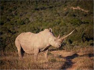 منظمة غير حكومية تنقذ أكبر موقع لتربية «وحيد القرن» في العالم
