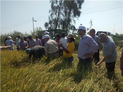 البحوث الزراعية ينظم يوم حقلي لحصاد محصول الأرز في الدقهلية