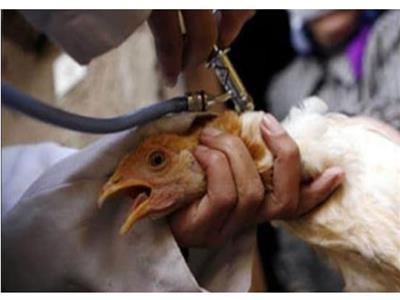 الزراعة: حملات لتوعية المربين من مخاطر أنفلونزا الطيور