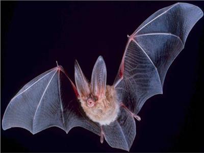 دراسة تكشف سر تجنب الوباء من «الخفافيش»