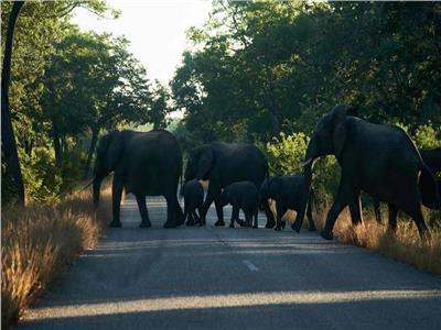 «قلة المياه» تجبر أعدادًا هائلة من الفيلة على الهجرة بزيمبابوي