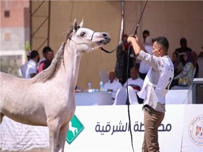 في مهرجان الخيول العربية بالشرقية.. فوز «غزل ونبوية» بالمراكز الأولى بمسابقة الجمال