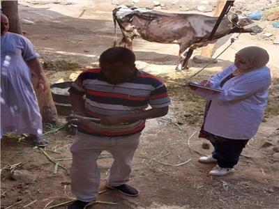 مناظرة 567 رأس ماشية في قافلة بيطرية مجانية بقرية المنيرة في قنا