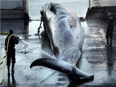 انتهاء موسم صيد الحيتان في أيسلندا مع اصطياد 24 حوتاً