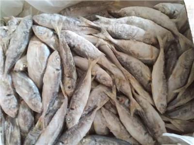 «بيطري البحيرة»: ضبط 48 طن أسماك وكبدة غير صالحة للاستهلاك الآدمي بكفر الدوار