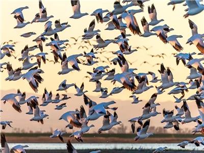  دراسة حديثة: الملايين من الطيور المهاجرة تتأثر بالعواصف الشمسية   