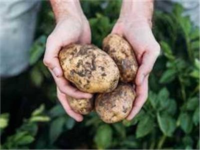 5 توصيات لمزارعي البطاطس النيلي خلال الفترة الحالية