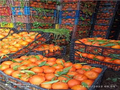 الإحصاء: 827.7 مليون دولار صادرات مصر من البرتقال 
