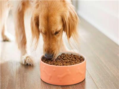 لمحبي الحيوانات الأليفة| 8 مأكولات تمنع الكلاب من تناولها.. تعرف عليها