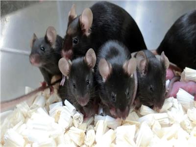 لأول مرة.. علماء يابانيون يطورون أجنة فئران في الفضاء