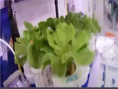 الصينيين يتمكنون من زراعة «الخس» على متن محطة الفضاء الدولية «شنتشو 16» 