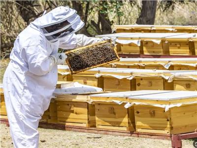 للمقبلين على الاستثمار.. اعرف تفاصيل عمل منحل العسل وتكلفته