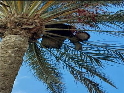 العثور على أنبوبة بوتاجاز أعلى شجرة نخيل في الغربية |خاص