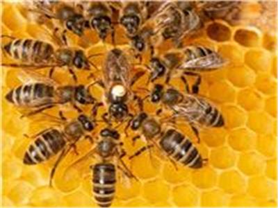 معلومة تهم أسرتك| أهمها مكافحة الشيخوخة.. تعرف على فوائد غذاء ملكات النحل 