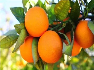 الزراعة: بدء تصدير البرتقال المصري للموسم الحالى في 5 ديسمبر الجارى