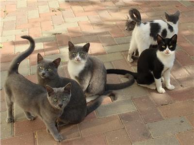 «سكان سيسكال البريطانية» يحتجون على قيام موظف بإطعام القطط .. تعرف على السر