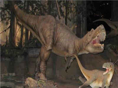 اكتشاف مذهل.. بقايا فريسة في معدة هيكل «تيرانوصور» تكشف أسراره |صور