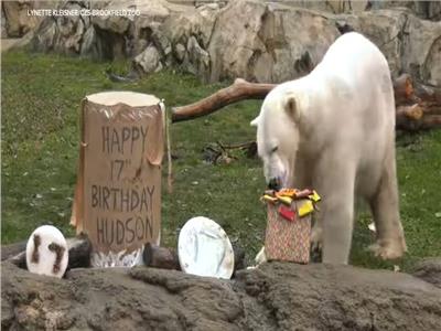 واقعة طريفة.. هدايا واحتفال خاص بعيد ميلاد دب قطبي |فيديو