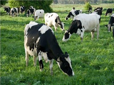 5 معلومات عن مبادرة «احلم» لتمويل شراء الماشية المحسنة