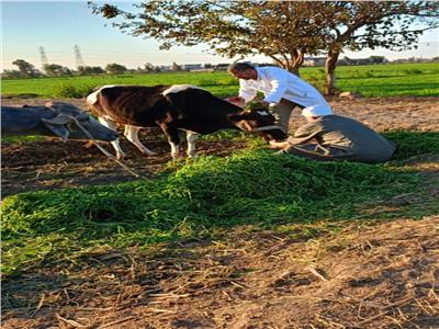تحصين 518 ألف و777 رأس ماشية ضد الحمي القلاعية والوادي المتصدع بالشرقية 