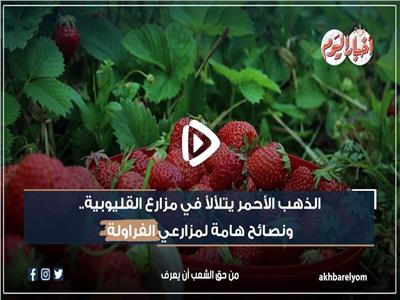 «الفراولة» تُزين مزارع طوخ وتُصدر لأوروبا| فيديو وصور