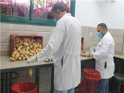 الزراعة تكشف عن نشاط مشروع مكافحة العفن البني في البطاطس خلال ديسمبر