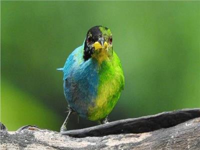 طائر نادر في كولومبيا بريش أزرق وأخضر