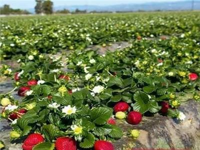 «الزراعة» تتلقى طلبات تراخيص مشاتل الفراولة في منتصف مارس المقبل