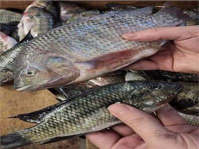أسعار الأسماك اليوم 22 يناير بسوق العبور