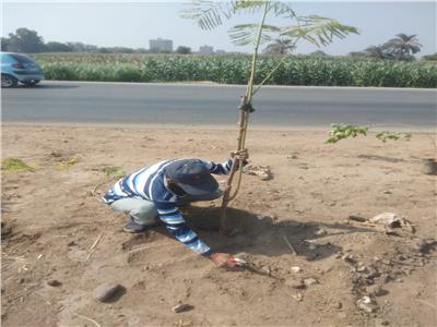  زراعة 75 شجرة على طريق مصر أسوان بمركز مطاي