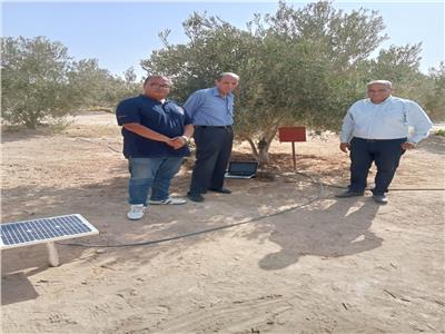 «بحوث الصحراء» يستخدم تقنية رقمية في حساب استهلاك أشجار الزيتون للماء
