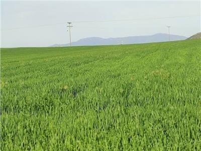 الزراعة : 13 توصية لمزارعي القمح بعد موجة التغيرات الجوية