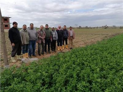 «البحوث الزراعية» ينظم قوافل إرشادية لمزارعي المحاصيل الاستراتيجية بالإسكندرية
