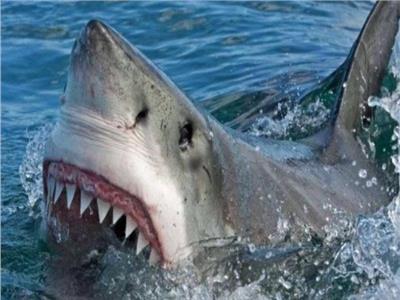 زيادة عالمية في عدد هجمات أسماك القرش 